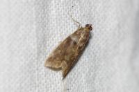 Acrobasis consociella