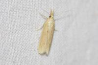 Ematheudes punctella
