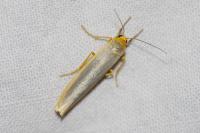 Manulea complana
