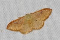 Idaea rubraria