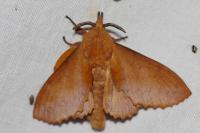Gastropacha quercifolia