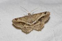 Chiasmia aestimaria