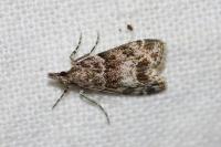 Eudonia mercurella