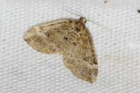 Perizoma lugdunaria