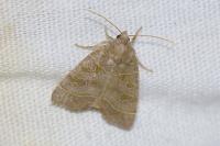 Ipimorpha subtusa
