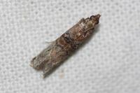 Nephopterix angustella