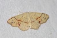 Cyclophora punctaria