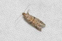 Ephestia