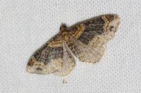 Xanthorhoe ferrugata