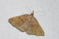 Polypogon plumigeralis