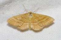 Idaea ochrata