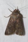 Agrotis segetum