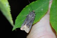 Agrotis ipsilon
