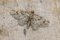 Gymnoscelis rufifasciata