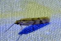 Homoeosoma sinuella