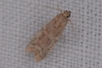 Ephestia