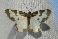 Lomaspilis marginata