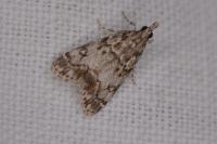 Eudonia lacustrata