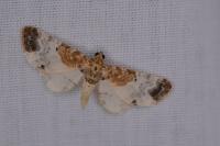 Eupithecia breviculata