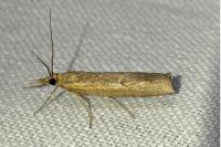 Pediasia contaminella