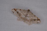 Macaria alternata