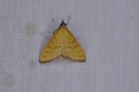 Mecyna flavalis