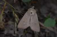 Mythimna ferrago