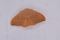 Watsonalla binaria