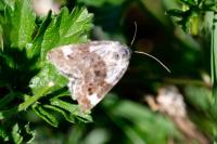 Acontia lucida