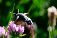 Macroglossum stellatarum