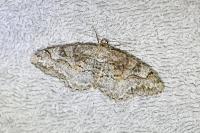 Alcis repandata