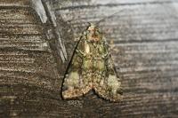 Anaplectoides prasinus