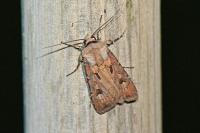 Agrotis exclamationis exclamationis