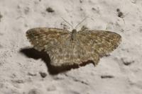 Scopula immorata
