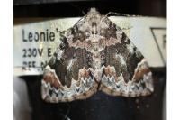 Dysstroma citrata