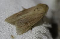 Mythimna ferrago