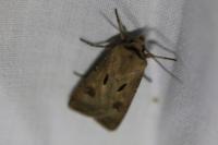 Agrotis exclamationis exclamationis