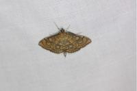 Anania verbascalis