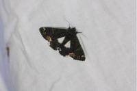 Catephia alchymista