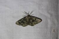 Cleorodes lichenaria