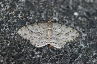 Ectropis crepuscularia