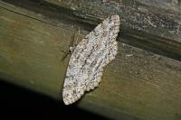 Hypomecis punctinalis