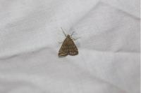 Loxostege sticticalis