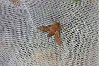 Deilephila porcellus