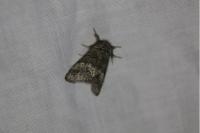 Drymonia querna