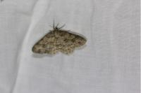 Ectropis crepuscularia