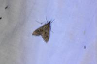 Mecyna asinalis
