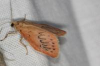 Miltochrista miniata