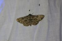 Peribatodes rhomboidaria rhomboidaria