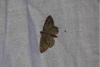 Philereme vetulata